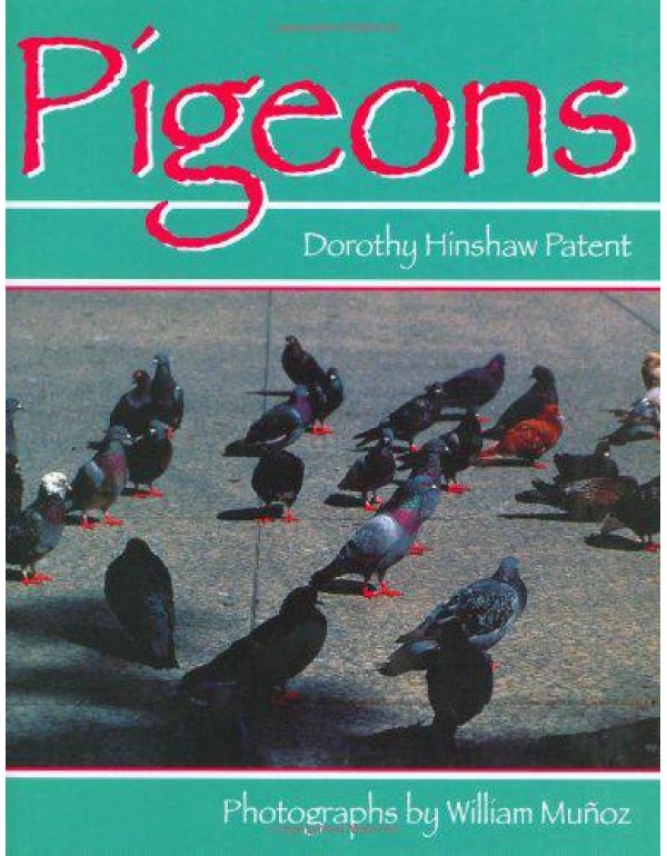 Pigeons