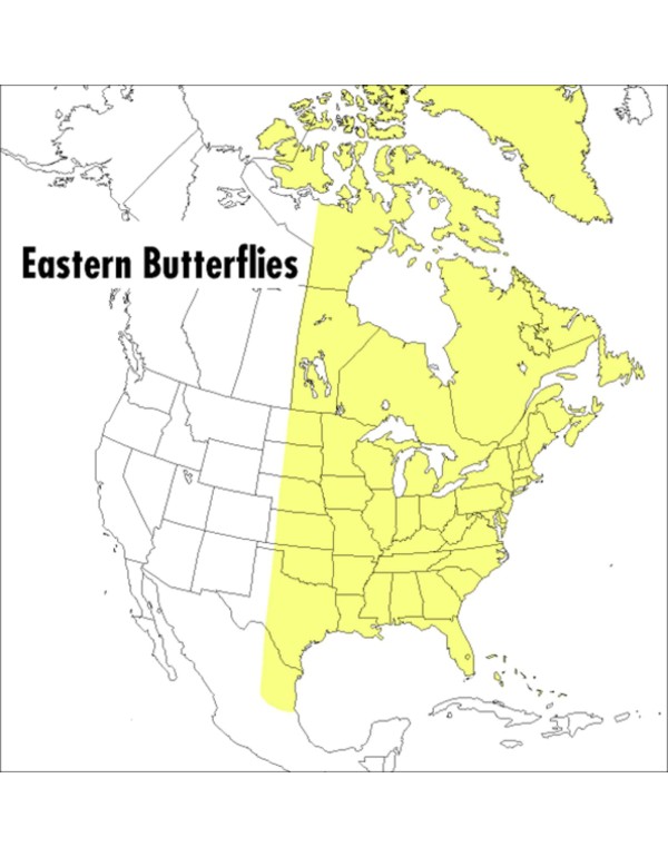 A Peterson Field Guide To Eastern Butterflies (Pet...