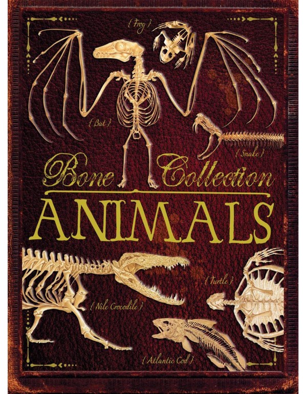 Bone Collection: Animals