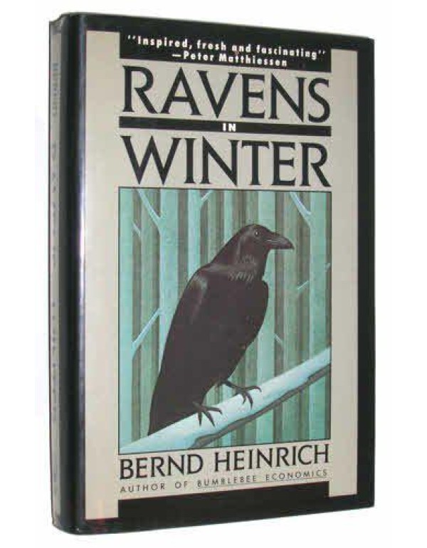 Ravens in Winter