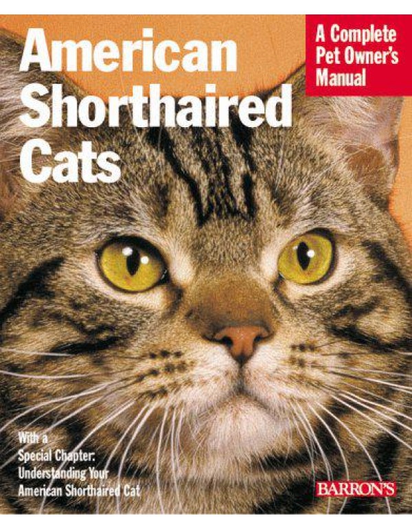 American Shorthair Cats: Everything About Purchase...