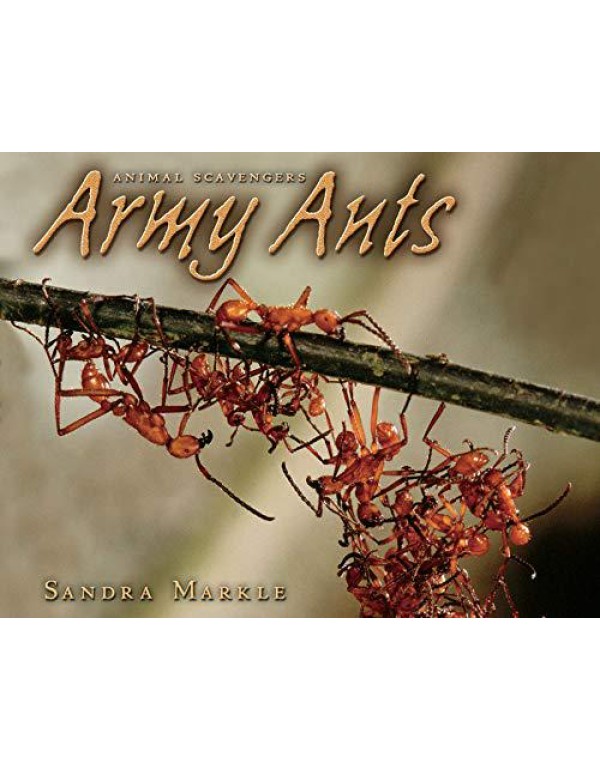 Army Ants (Animal Scavengers)