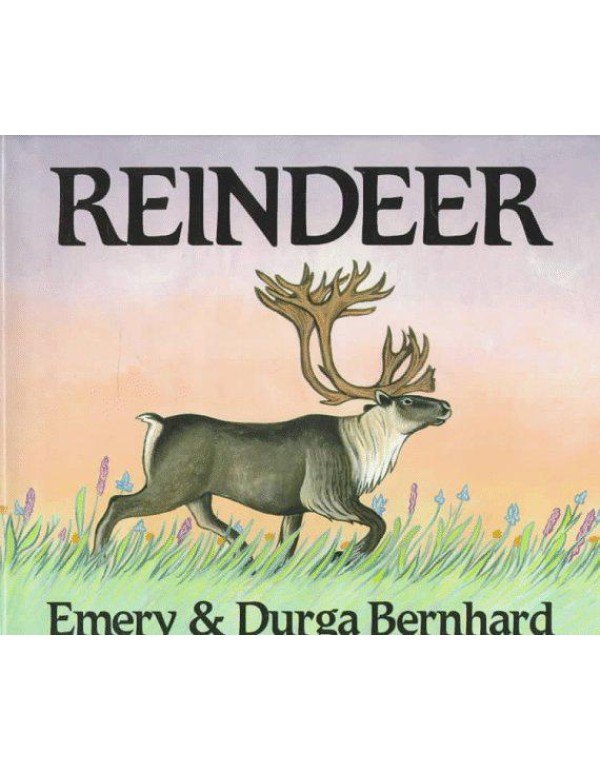 Reindeer